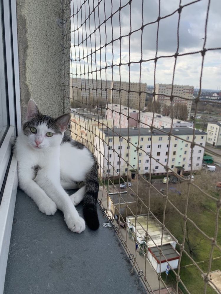 Kot, kotek Ryś do adopcji