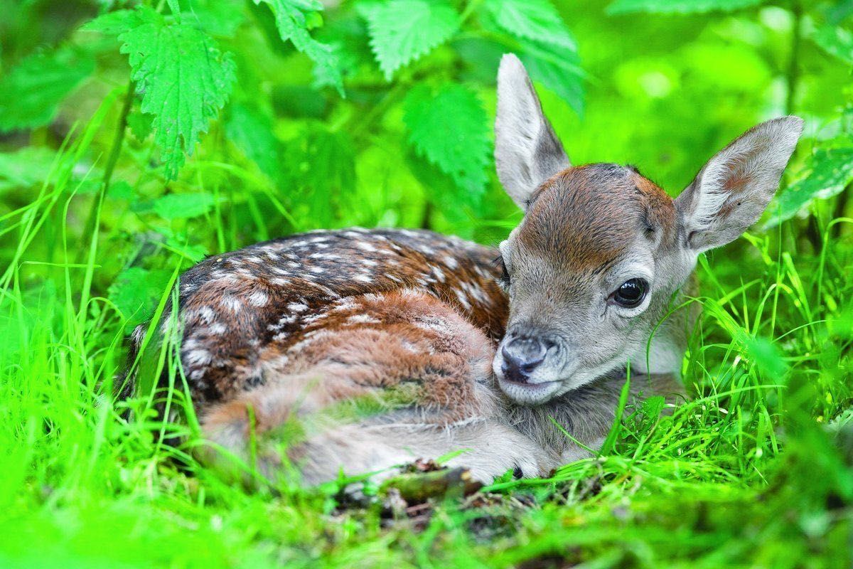 самець косулі цього року, косуля, козуля