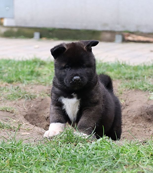 Akita Amerykańska samiec