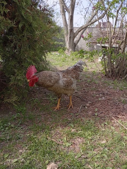 Молодий півень Домінант блакитний недорого