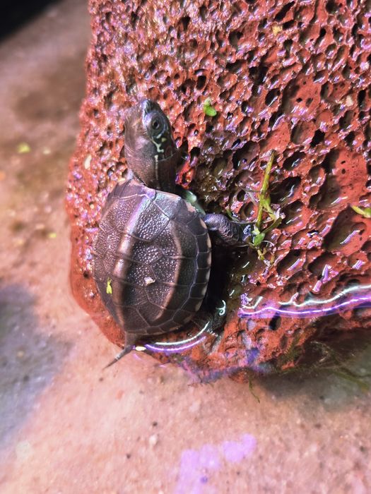 Żółw chiński (mauremys reevesii) wodno-lądowy