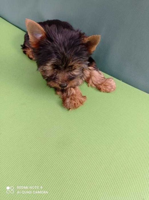 Mały  ,czarny Dodo ,  szczeniaczek Yorkshire   gotowy do zmiany domku