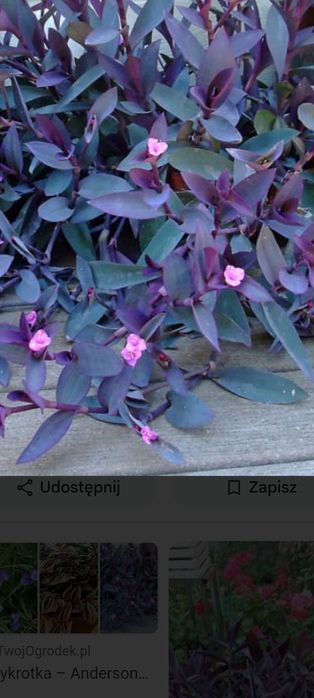 Trzykrotki zestaw 15 odmian Zebrina Silver Evanesce  Yellow  hill