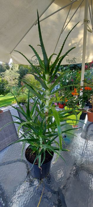 Aloes drzewiasty i aloe vera