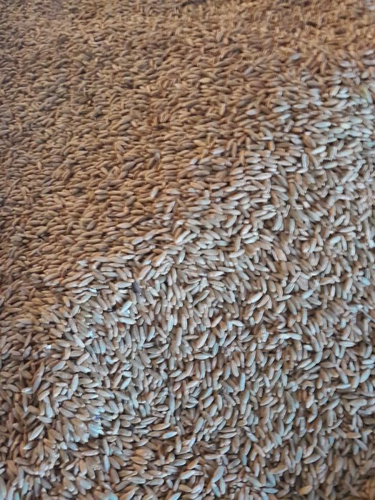 Sprzedam pszenżyto i pszenica.