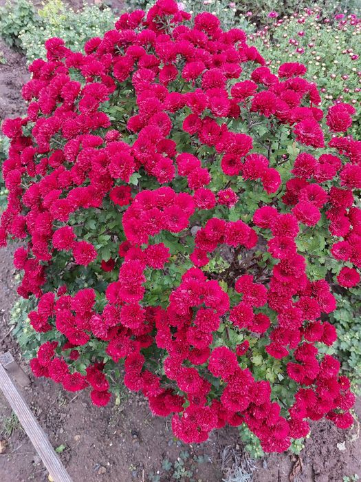 Маточники мультифлора жовта