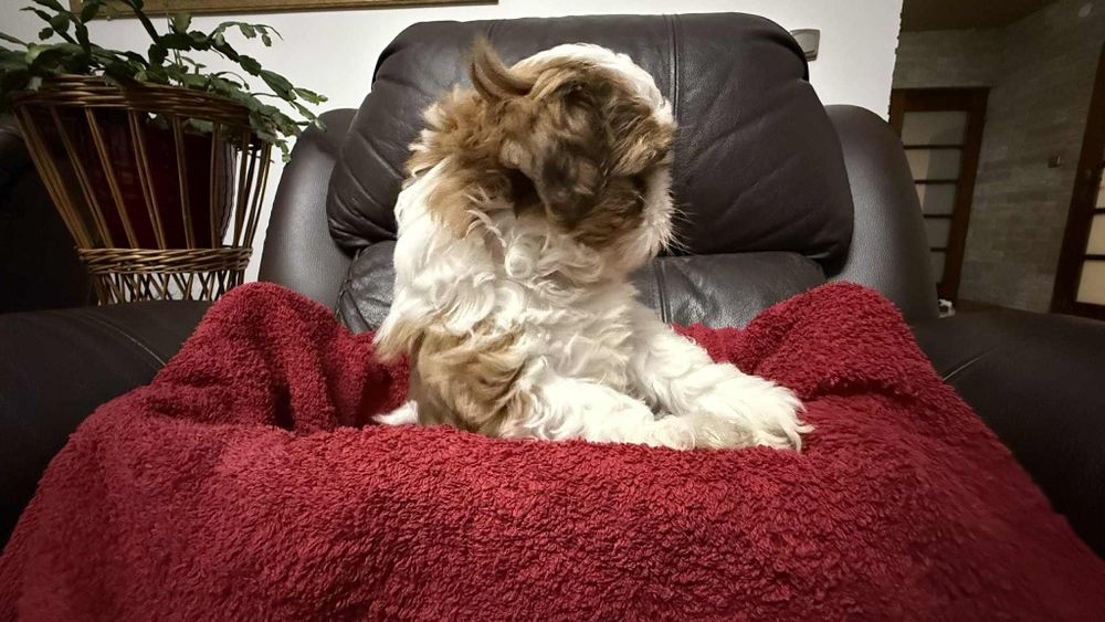 Piesek szczeniaczek shih tzu z rodowodem
