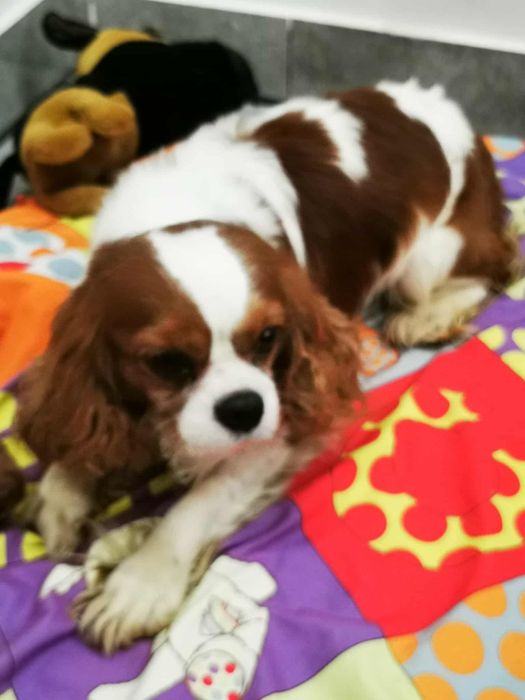 Cavalier king Charles spaniel  samiec bad genetyczne