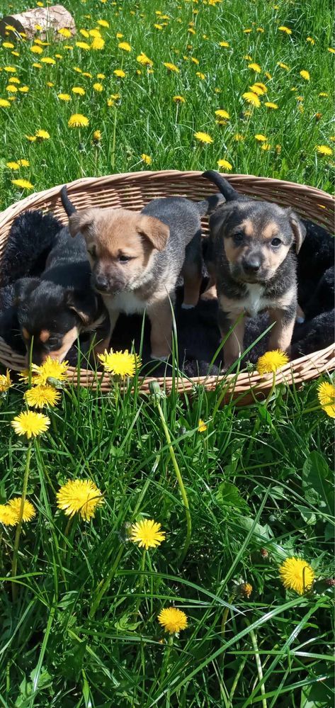 Urocze szczeniaki do adopcji