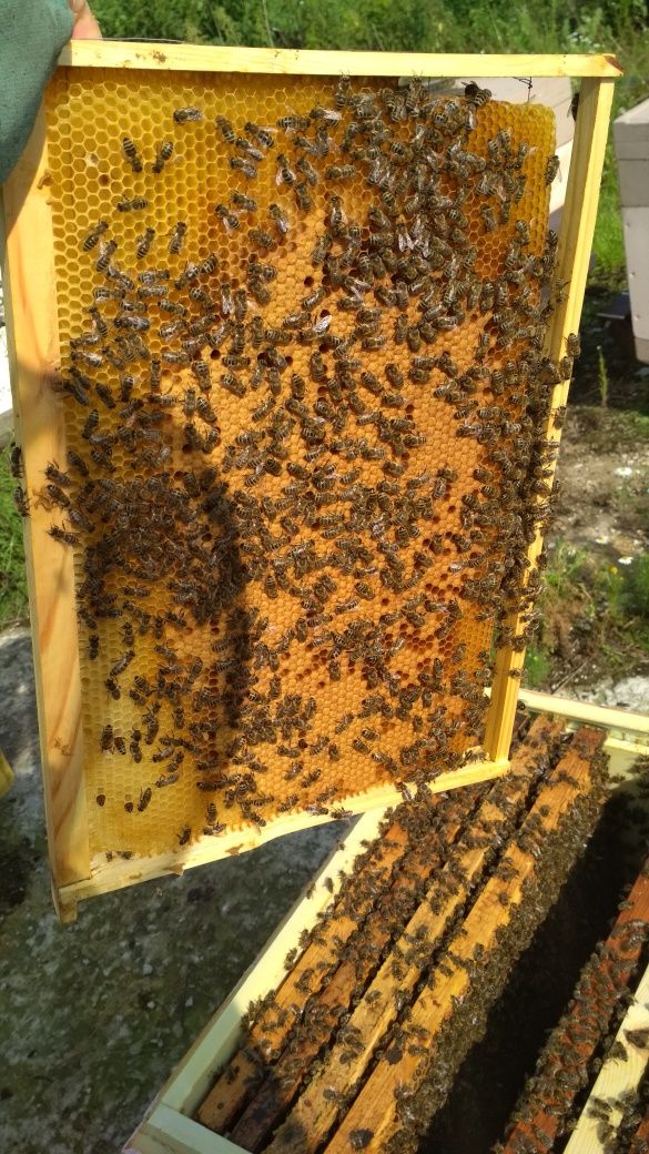 Бджолопакети Карніка F1, відводки карника,  бджоли.