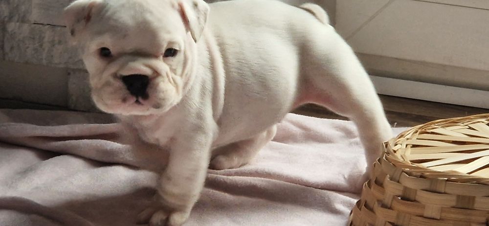 Buldog Angielski Suczka biała szczenię