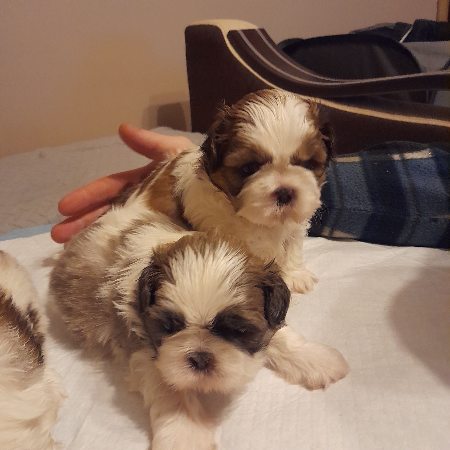 Szczeniak shih tzu