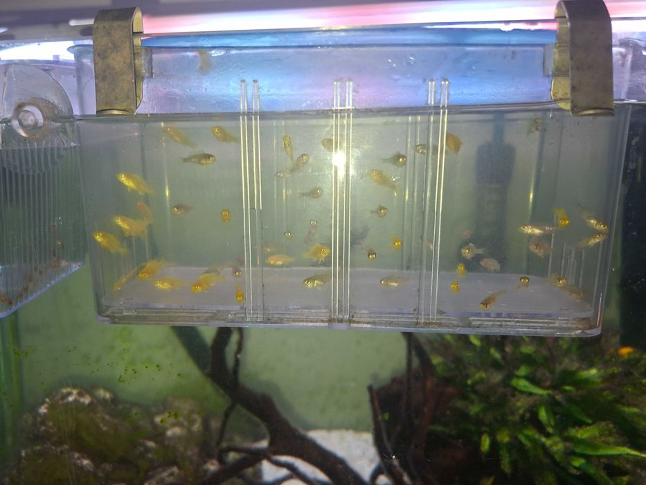 Ciclideos Africanos Lago Malawi