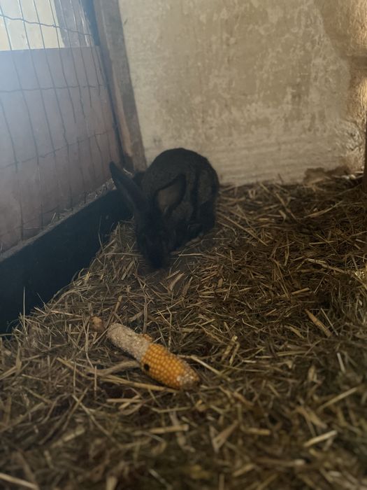 Króliki mieszańce samica
