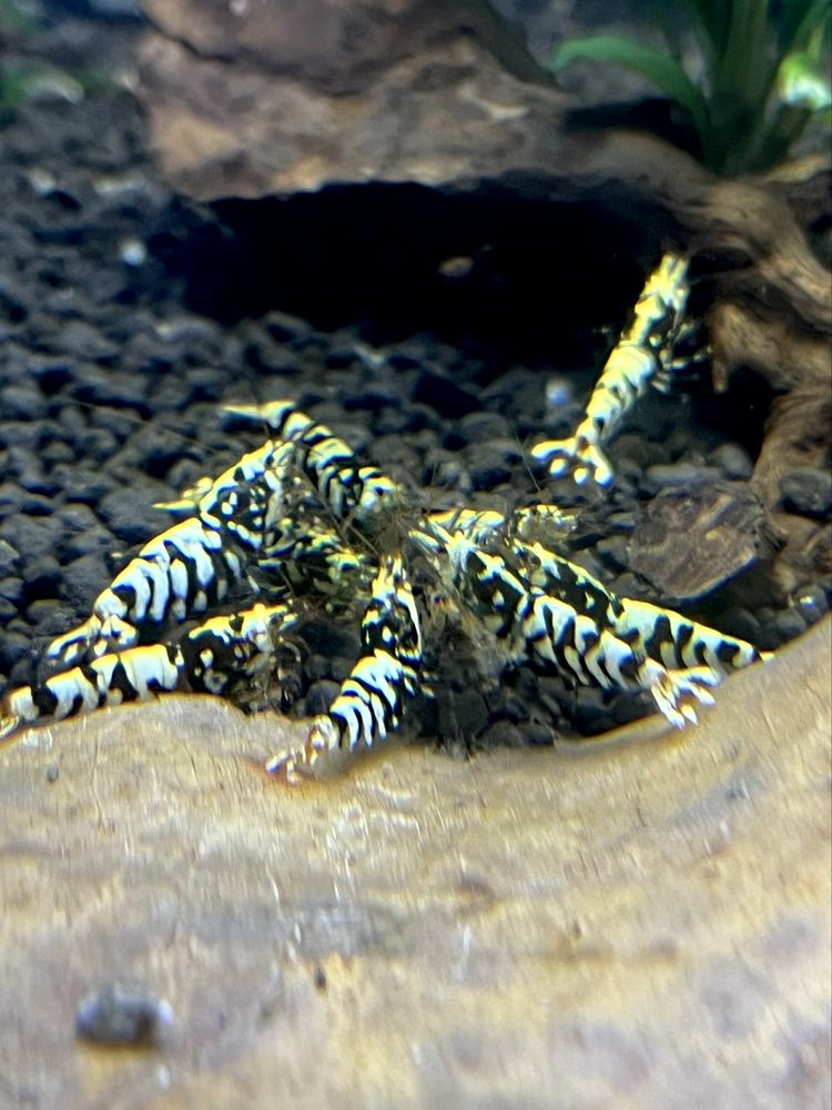 Krewetki Black Fancy Tiger