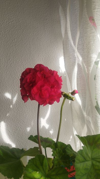 Flor Pelargonium Luna 5 Element