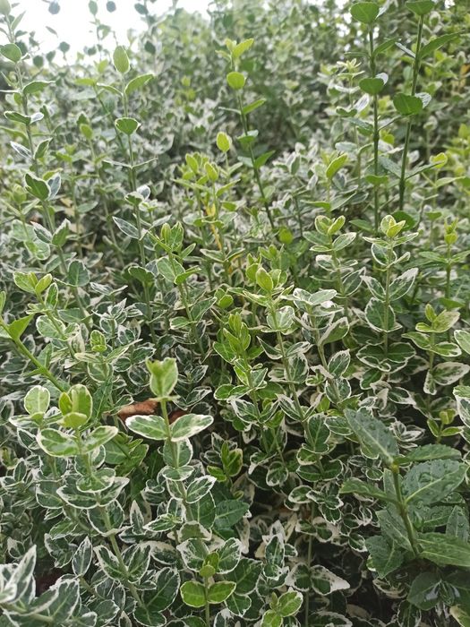 Trzmielina Fortune’a za darmo