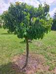 Deren jadalny formowany 150 cm