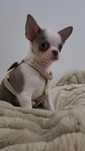 Zarezwowany Chihuahua Tricolor Niebieskie Oczy ***UNIKAT*BADANIA* moż