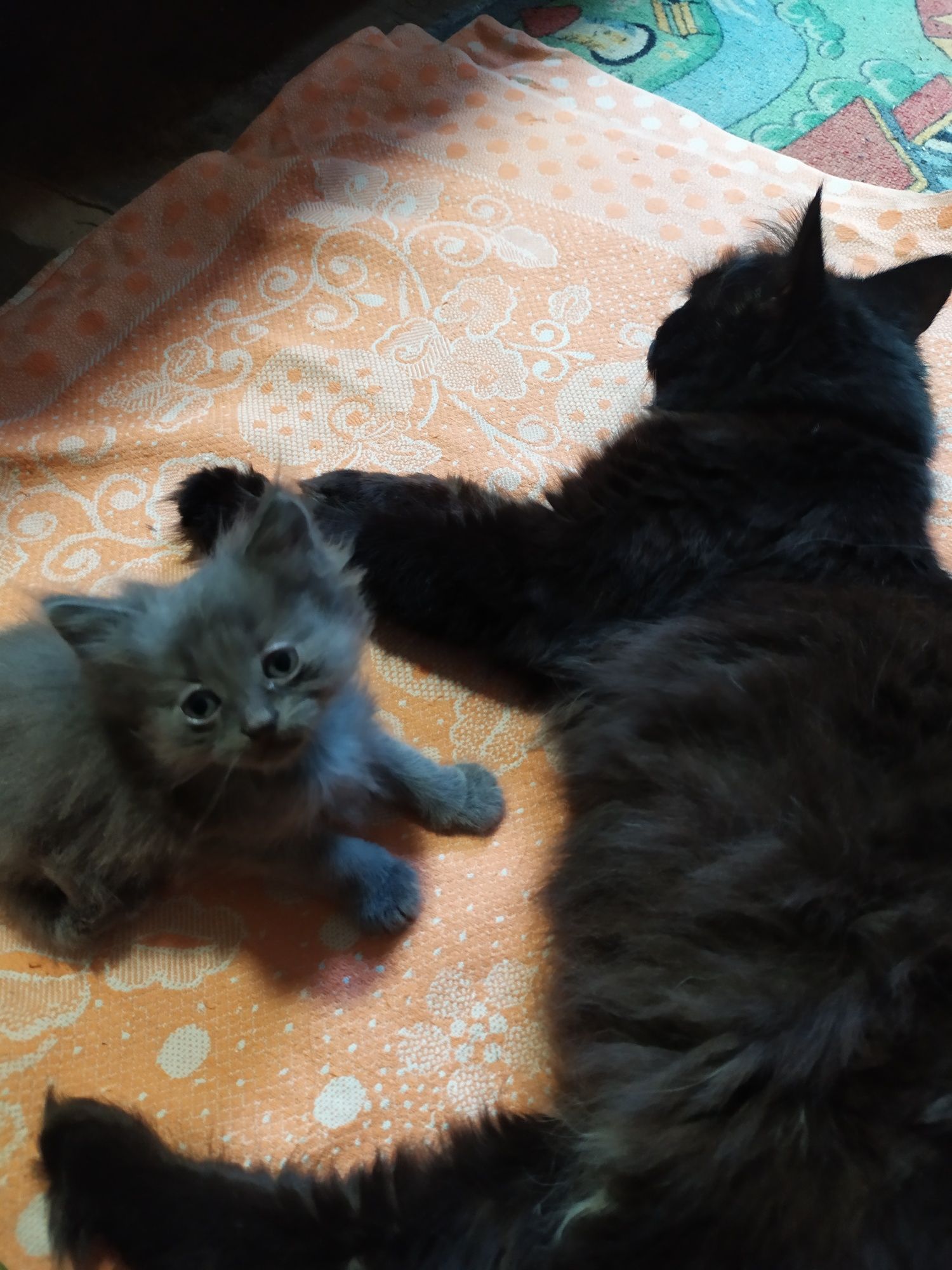 Отдам бесплатно котят