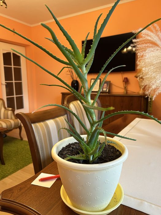 Kwiat doniczkowy ALOES