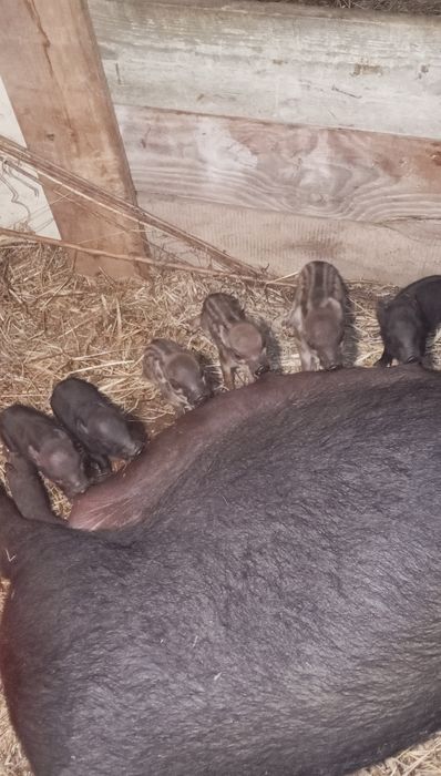 В'єтнамські свинки