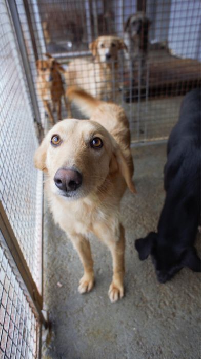Rosinha cadela jovem porte medio muito meiga