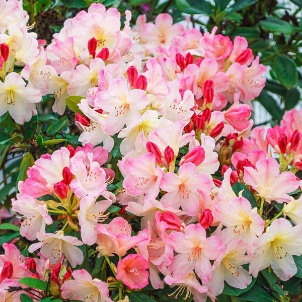 Rododendrony Różne Odmiany 40-50 cm Cena 35 zł