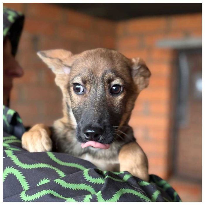 Щенок (девочка) ищет дом