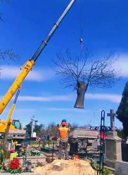 Wycinka Drzew Alpinistycznie Profesjonalnie, czyszczenie działek.