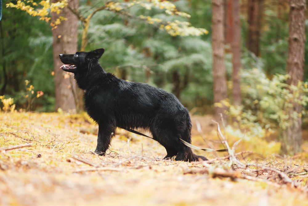 Owczarek Lima – czarne espresso w psiej wersji
