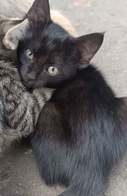 Подарую грайливе кициня