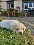 Labrador retriever  pies