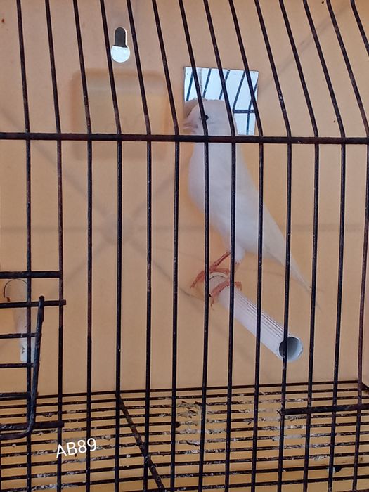 Brancos Recessivo disponíveis