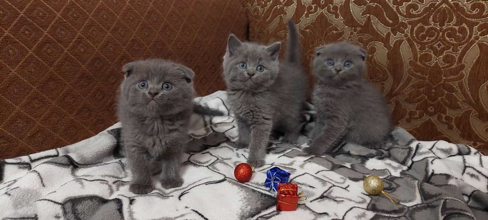 Шотландські кошенята