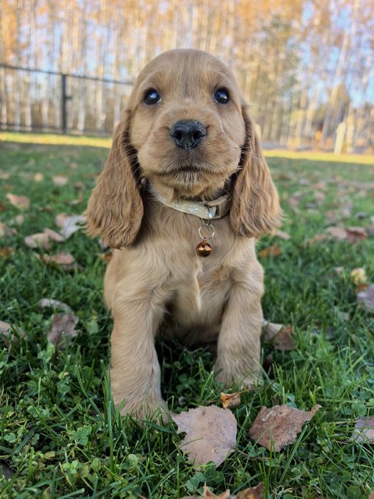 Ostatni  cocker spaniel pies