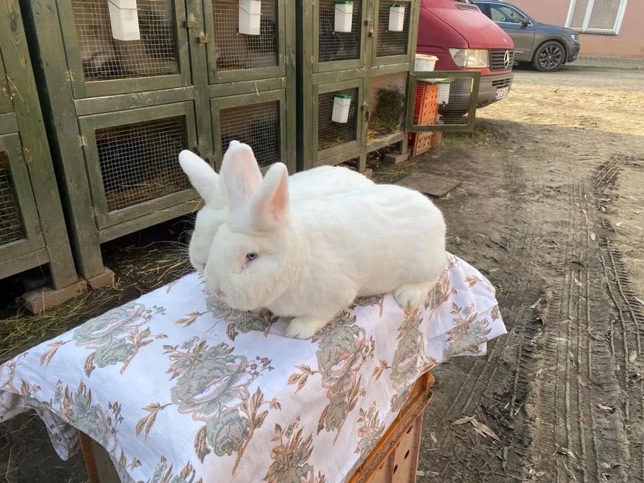 Wiedeński Bialy Samiczki Możliwa wysyłka