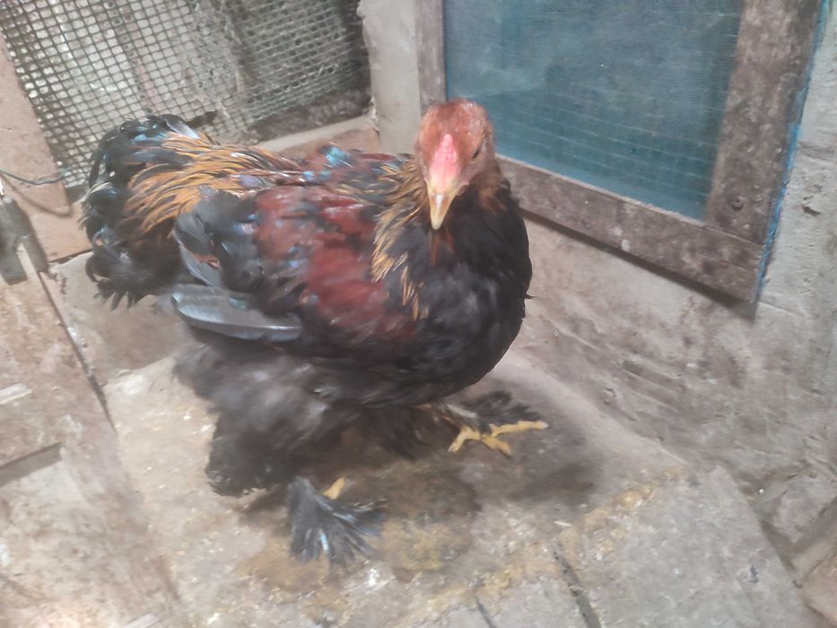 Brahama perdiz pura