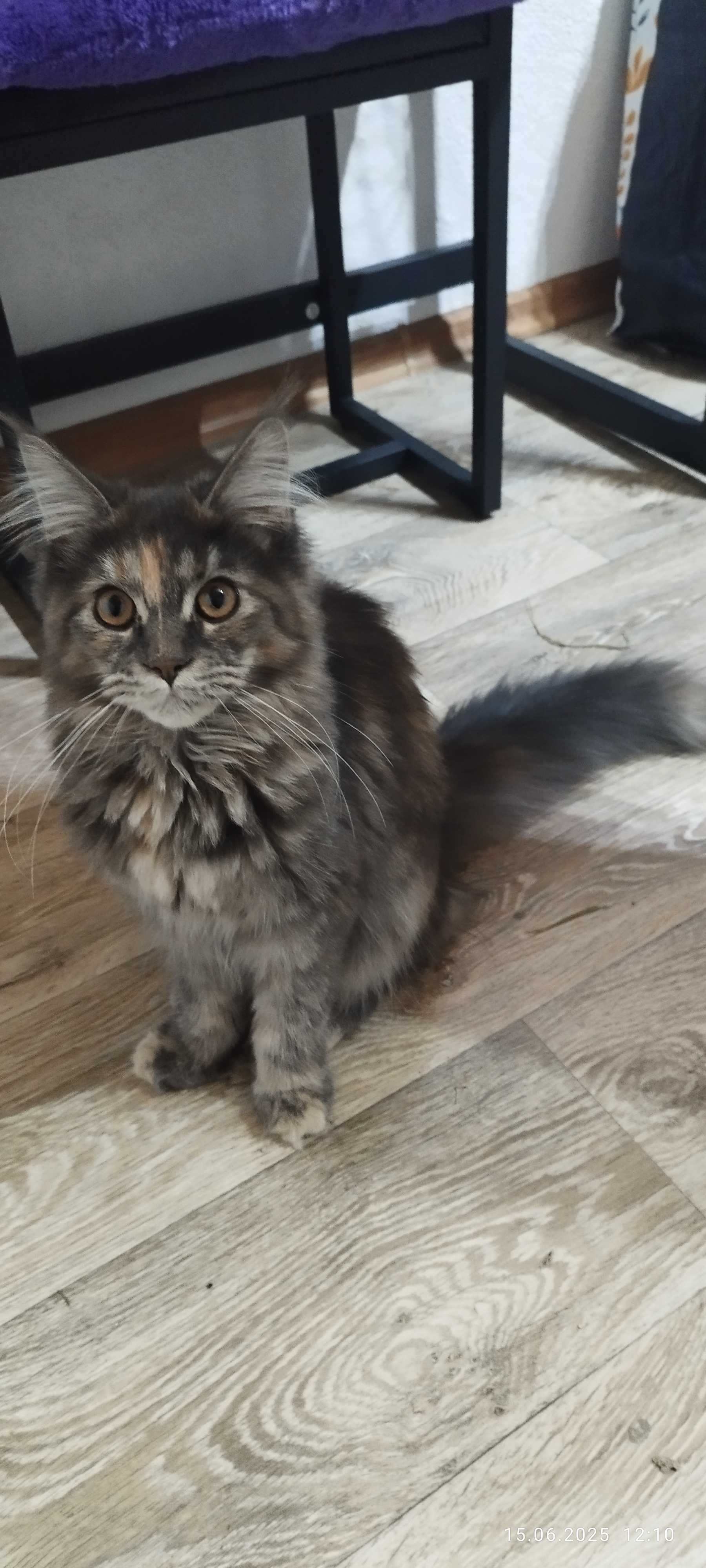 Maine Coon kocięta
