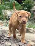 Amerykański Pitbull Terrier