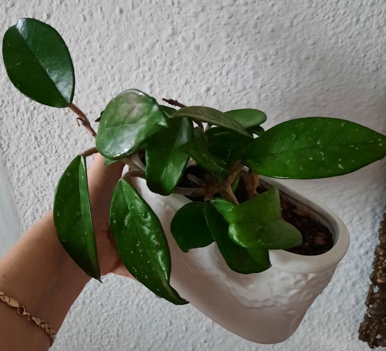 Hoya woskownica carnosa hoja dwie rosnące hoja