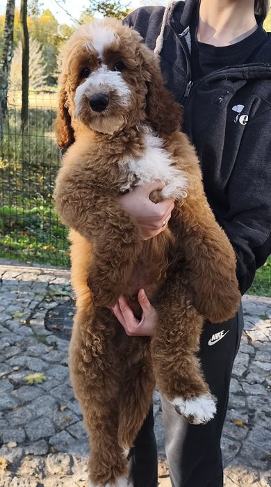 Cudowny piesek Pudel Standard Giant - królewski do odbioru