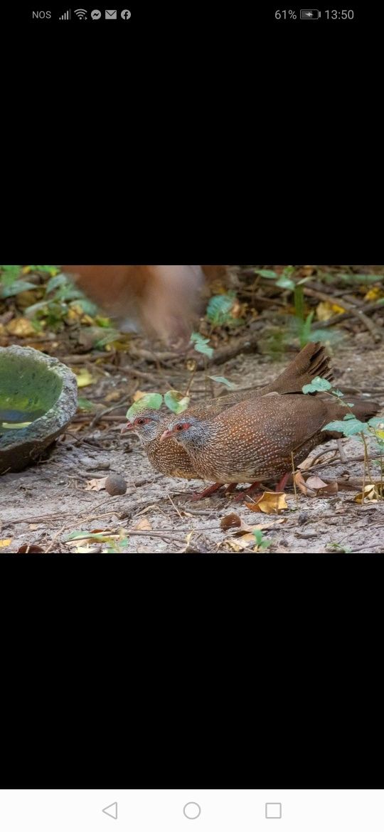 Casais. Pedicula aziatica Colins da Virginia. Galitos da rocha