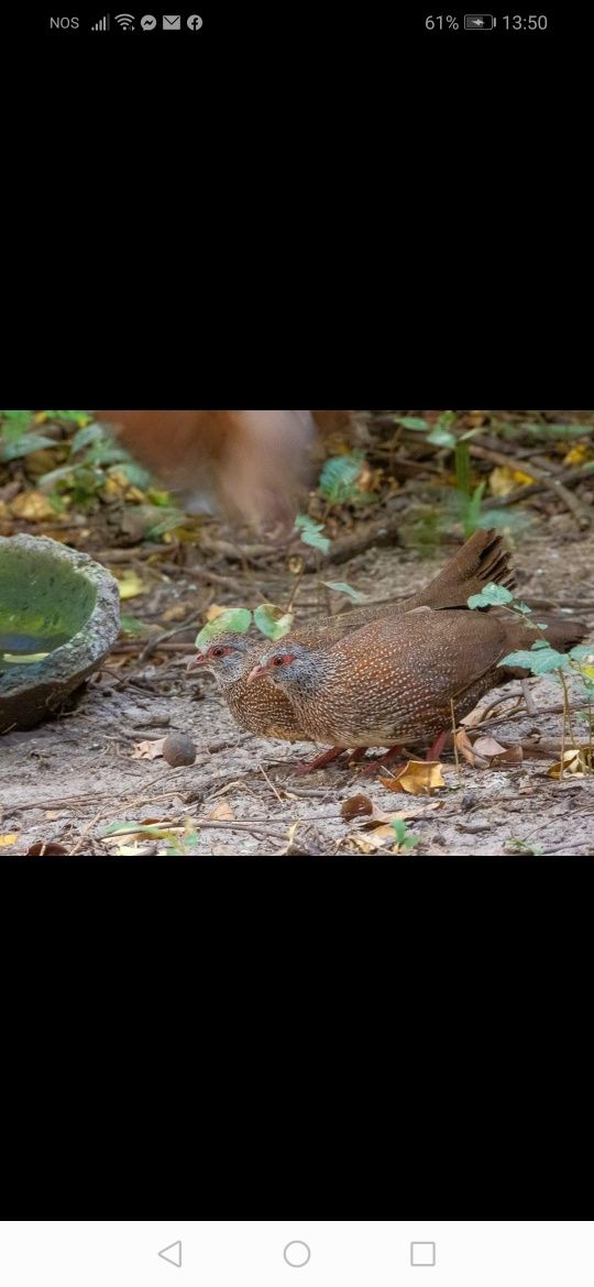 Casais. Colins da Virginia. Galitos da rocha