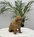 Piesek szczenię rasy shar pei z rodowodem