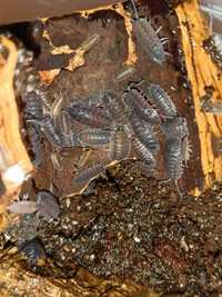 Porcellio scaber– Isopody