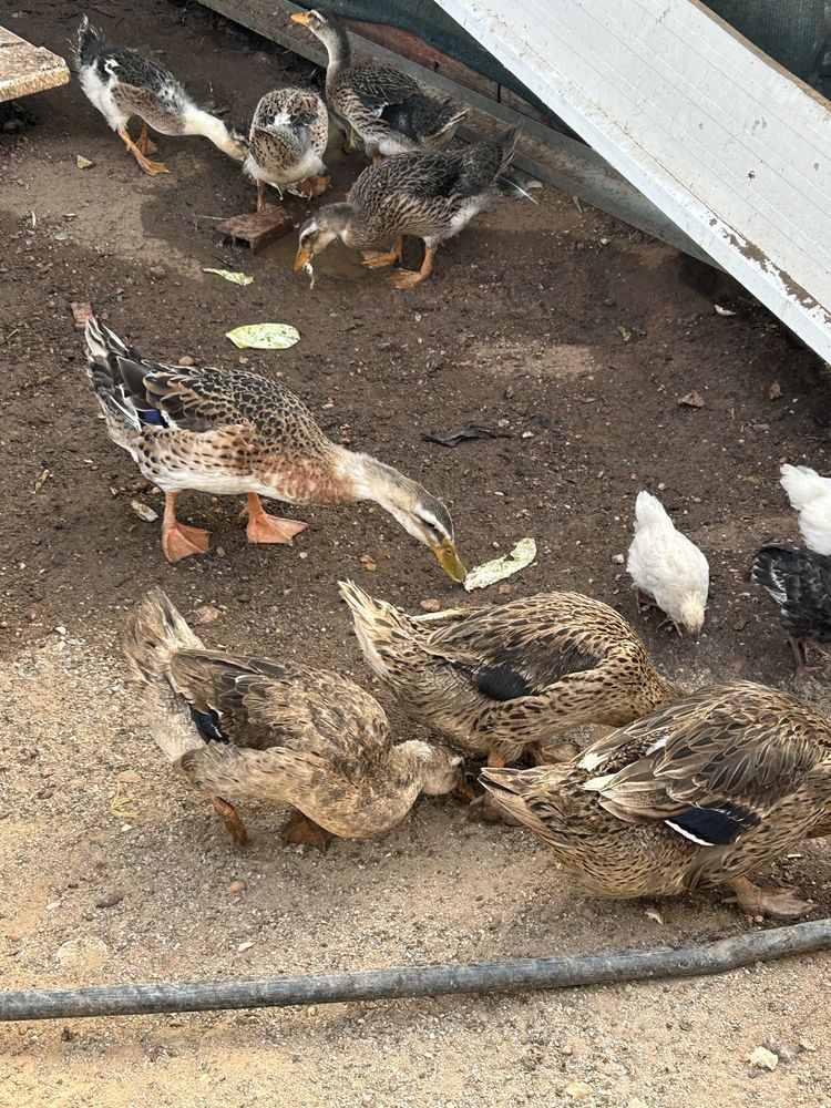 Vendo Patos ruen adultos e filhote