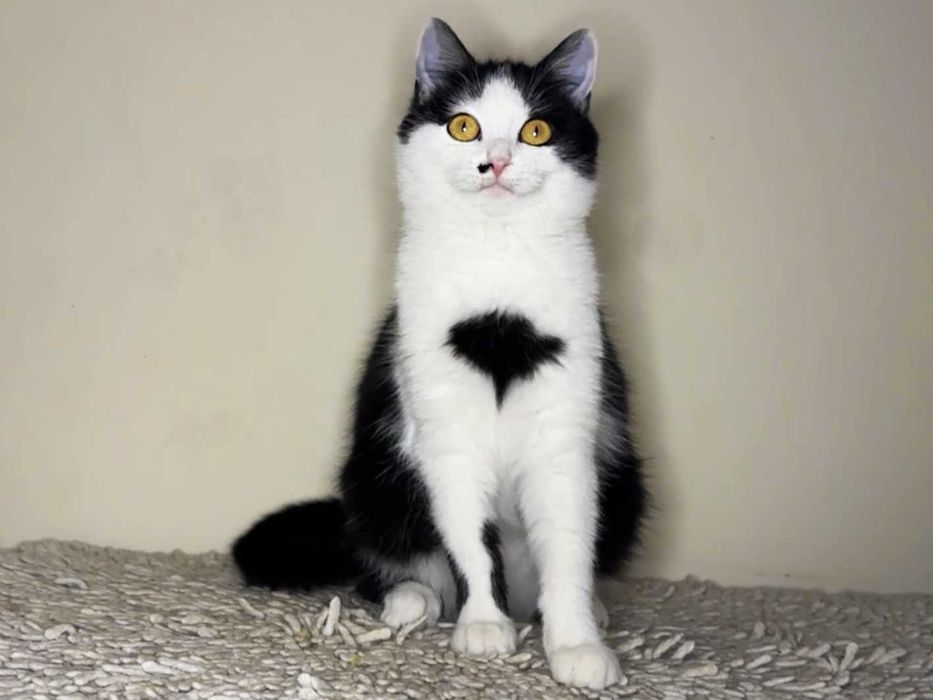 Красуня кішечка Брошка (4,5 місяці) дуже чекає на люблчу родину!