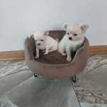 Suczka chihuahua z rodowodem