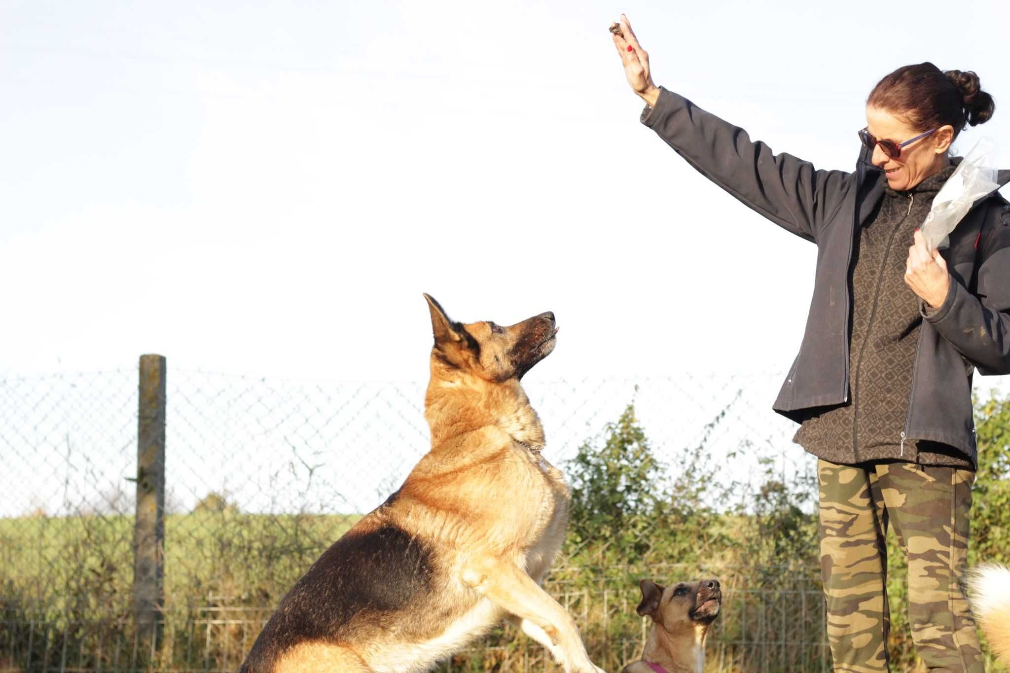 Mafia suczka owczarek niemiecki ADOPCJA